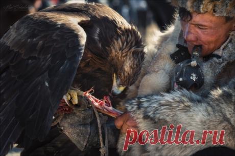 Монголия. Фестиваль охотников с беркутами. Фото сделал Влад Соколовский.