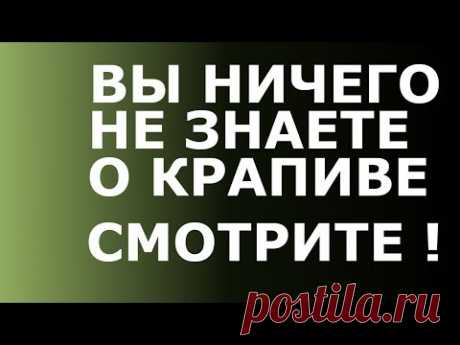 КРАПИВА -  это НАХОДКА для молодости Вашего организма