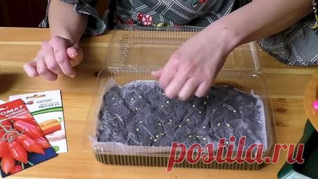 Самый лучший способ посева семян на рассаду! Надежный способ!