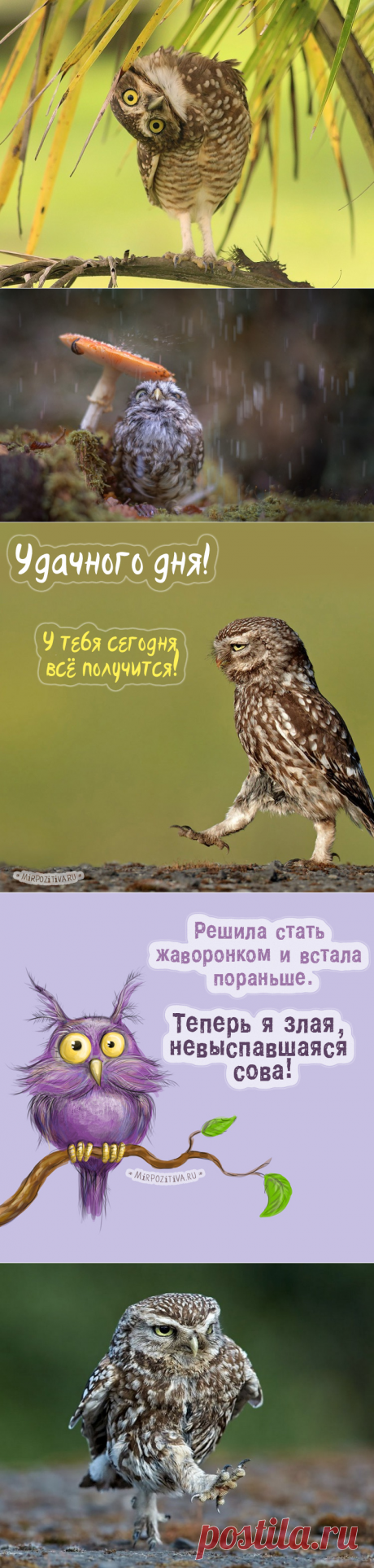 Сова: фото и картинки