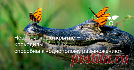Невероятное открытие — крокодилы способны к «однополому размножению» Удивительные новости пришли из Политехнического института в американском штате Вирджиния - у крокодилов обнаружена способность к партеногенезу, то есть к “однополому размножению”.