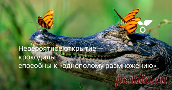 Невероятное открытие — крокодилы способны к «однополому размножению» Удивительные новости пришли из Политехнического института в американском штате Вирджиния - у крокодилов обнаружена способность к партеногенезу, то есть к “однополому размножению”.