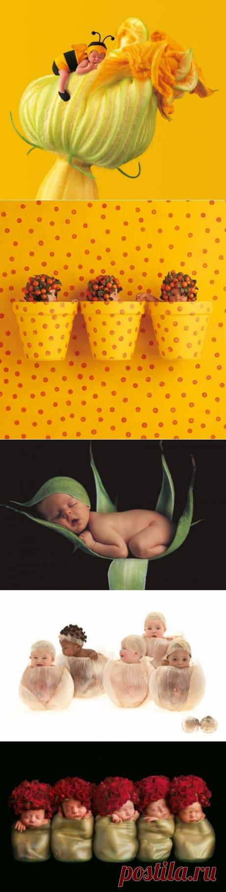Умилительные младенцы Anne Geddes