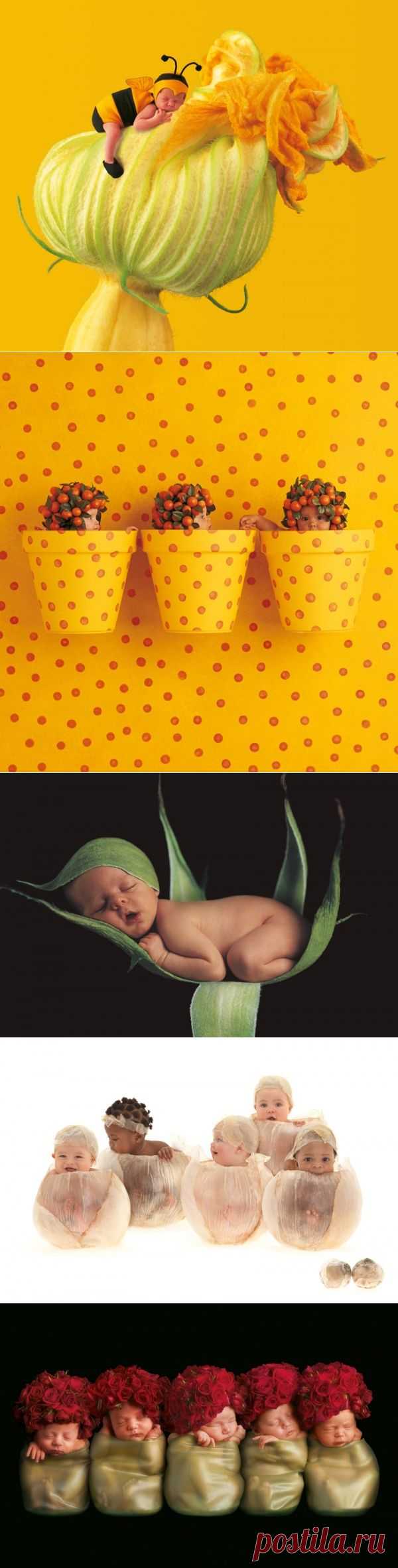 Умилительные младенцы Anne Geddes