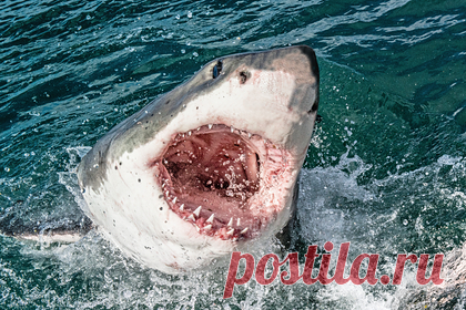 В Австралии мужчину растерзала большая белая акула. Мужчину в Сиднее на глазах у очевидцев растерзала большая белая акула. Как рассказали потрясенные люди, хищник утащил жертву под воду, сама атака длилась всего несколько секунд. Полиция Нового Южного Уэльса подтвердила обнаружение останков погибшего вместе с частями гидрокостюма. Личность жертвы устанавливается.