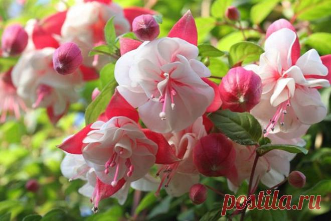 Секреты успешного выращивания фуксии