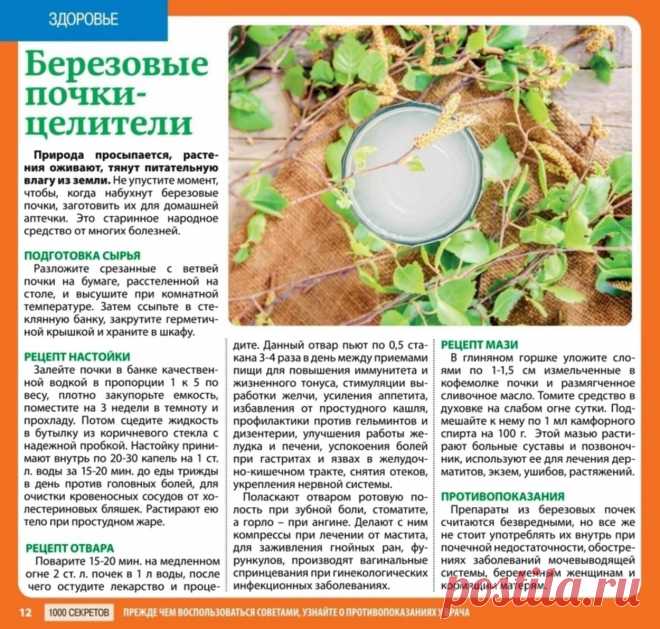 Березовые почки - целители
