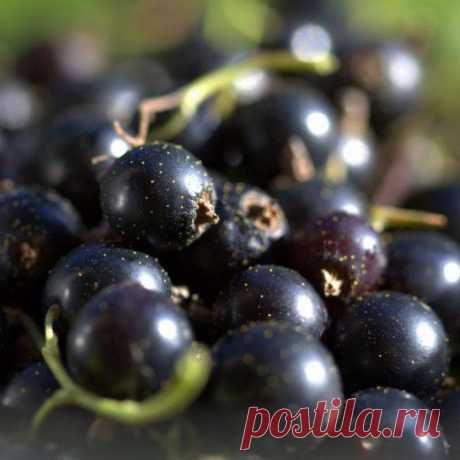 Черная смородина. Ягода. Рецепт. Варенье. Джем. Кисель. Вино. Настой. Урожай. Лекарственные растения. Фото. - Ботаничка.ru