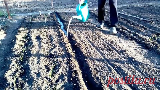 Удобный и быстрый способ посева моркови