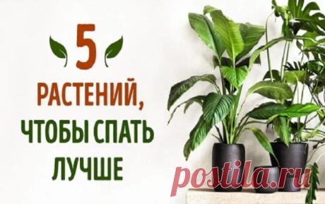 5 растений, которые помогут лучше спать