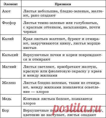 КАК ВЫРАСТИТЬ КАСКАДНУЮ ПЕТУНИЮ | Самоцветик