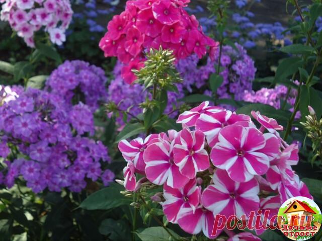 Как выращивать флоксы

Сроки посадки

Если вы решили сажать флоксы весной, то помните, что времени для этого у вас мало. Нужно провести посадку, как можно раньше, примерно это конец апреля-начало мая, нужно чтоб растения были высотой 10 см. Влаги в почве ещё достаточно, прохладно, то есть испарение будет минимальным, возвратные заморозки флоксам не страшны.

Делить кусты можно на более мелкие части и всё что отломилось, я имею в виду побеги, куски корня можно посадить и ук...