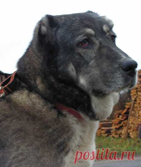 Сао Анта моя первая собака