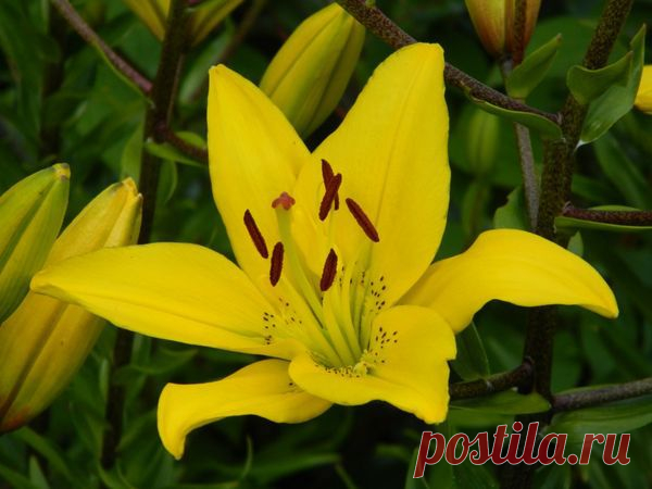 Травяные подкормки / Наше родовое гнездо / 7dach.ru