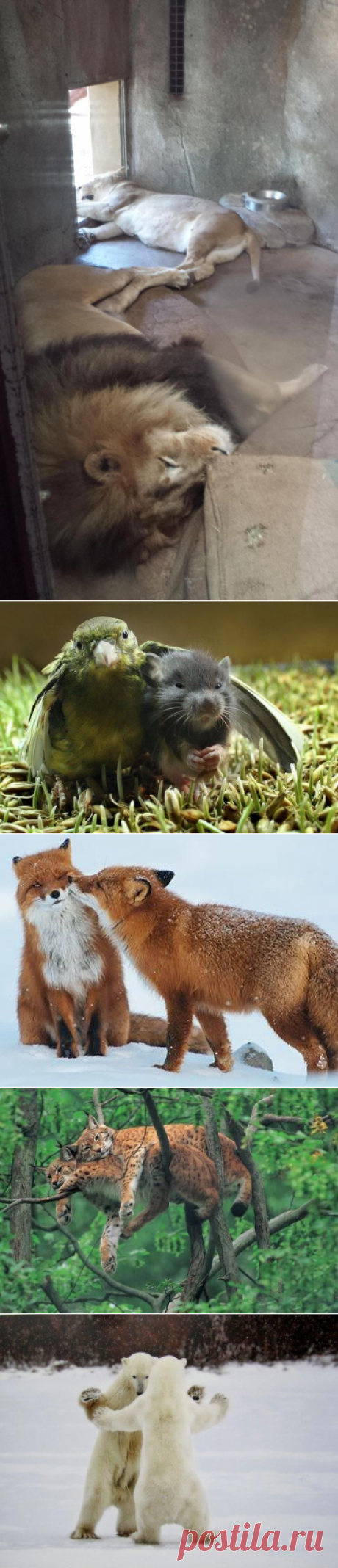 Всё как у людей или смешные ситуации в исполнении животных