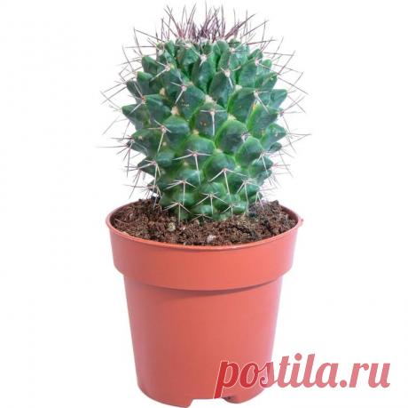 Шесть универсальных принципов фэн-шуй