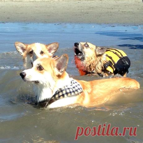 «О нет, что-то коснулось моей ноги»