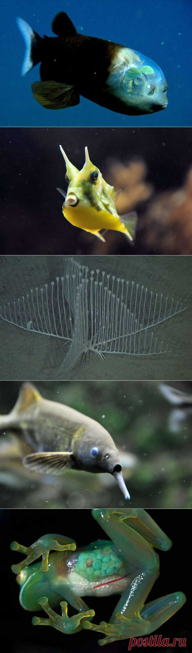 16 существ будто с другой планеты • НОВОСТИ В ФОТОГРАФИЯХ