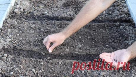 Высаживаем пекинскую капусту во второй половине лета.Видео — Ботаничка.ru