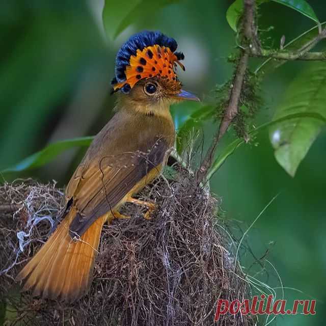 Нет описания фото.