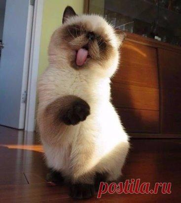 Котенок по имени ГАВ