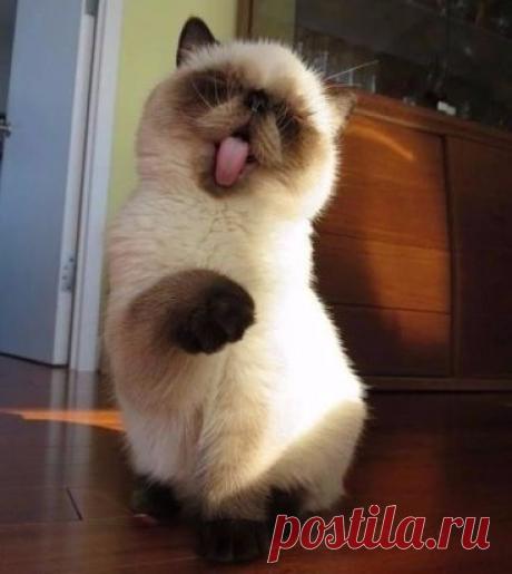 Котенок по имени ГАВ