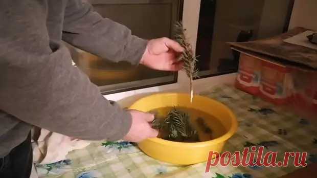 Вырастить голубую ель из веточки. 100% результат