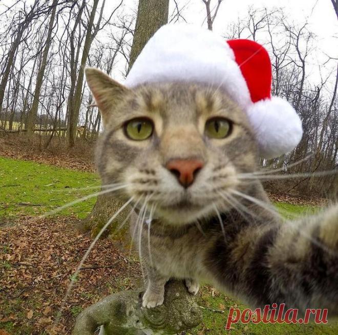 Мэнни — кот, который делает селфи круче, чем вы