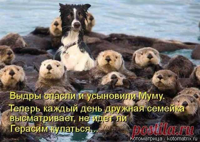 Весёлые картинки
