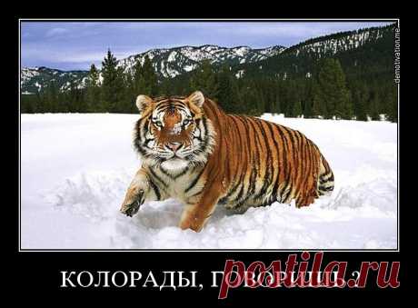 Я-Русский!(максимальный репост!