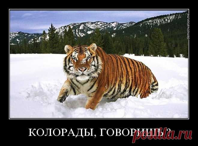 Я-Русский!(максимальный репост!