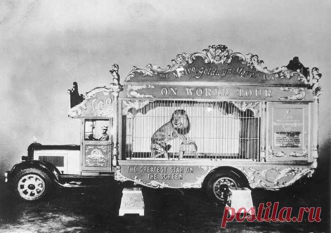 Удивительная история льва из MGM попавшего в авиакатастрофу.