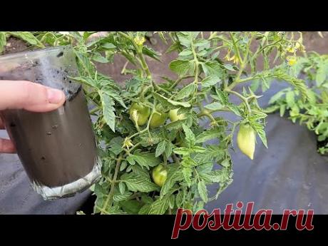 Даже дохлые ТОМАТЫ, ОГУРЦЫ, ПЕРЦЫ вмиг пойдут в рост и не будут болеть натуральная подкормка рабочая