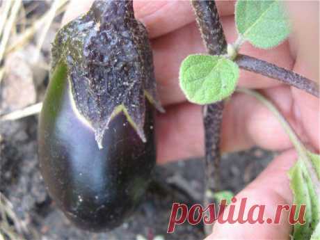 Баклажан "Японский карлик": отзывы, особенности выращивание, плодоносный период, вкусовые качества