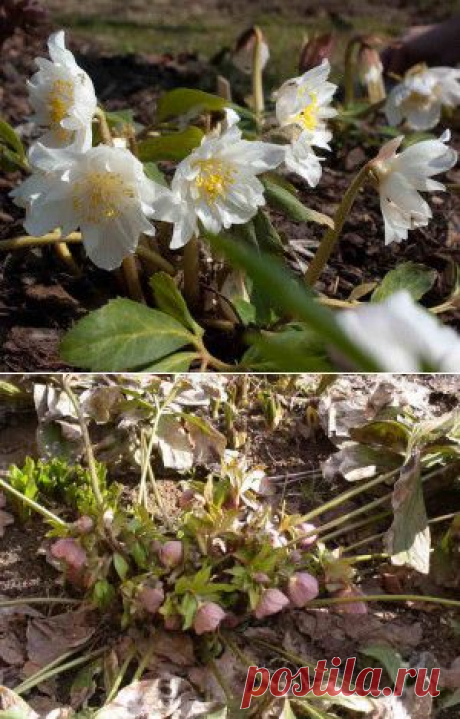 Выращивание морозника семенами | Дача - впрок