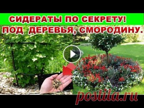 ХОТИТЕ ОГРОМНЫЙ УРОЖАЙ ФРУКТ,СМОРОДИНЫ-РАСКИДАЙТЕ ЭТИ СИДЕРТЫ ПОД ДЕРЕВЬЯ И КУСТЫ.ЗЕЛЕНОЕ УДОБРЕНИЕ. На сидераты в садах средней и северной полосы рекомендуются вико — овсяные смеси, вико — ржаные смеси, полевой горох (пелюшка), люпин, красный клевер,...