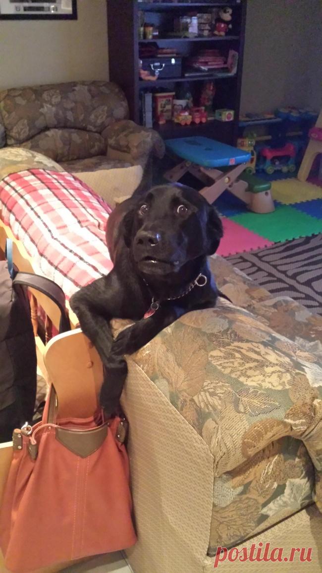 20 собак, ради которых стоит заходить в интернет