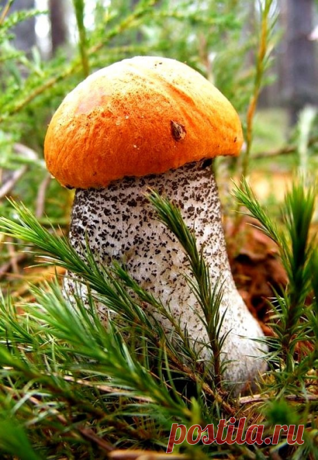 ღЭтот месяц самый яркий,                      Зацветает в поле рожь,
Самый пёстрый, самый жаркий.            Грозы нагоняют дрожь,
Липа сладкая цветёт,                             Пчёлы мёд таскают в ульи.
Первый боровик растёт,                         Это всё пришло в июле.