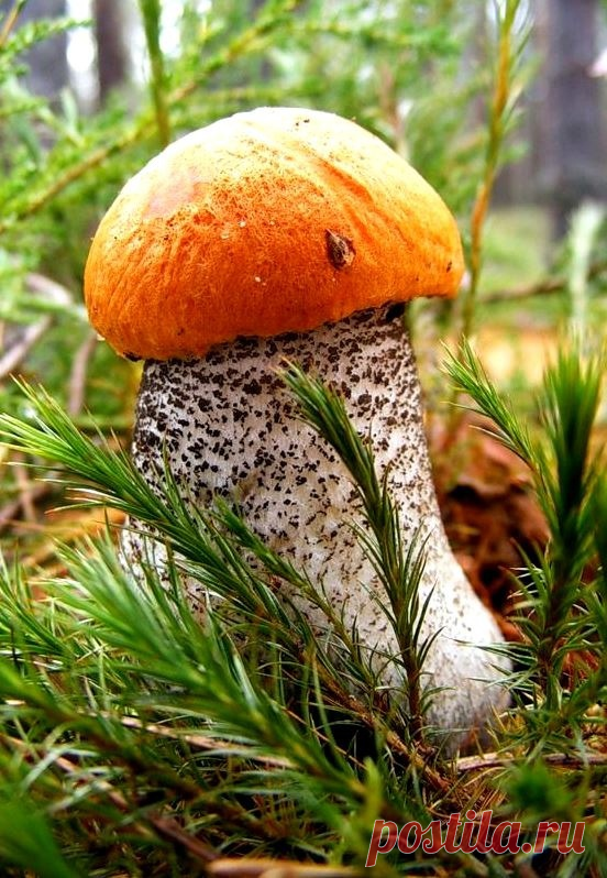 ღЭтот месяц самый яркий,                      Зацветает в поле рожь,
Самый пёстрый, самый жаркий.            Грозы нагоняют дрожь,
Липа сладкая цветёт,                             Пчёлы мёд таскают в ульи.
Первый боровик растёт,                         Это всё пришло в июле.