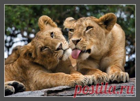 Фото Без названия. Альбом ЦАРЬ ЗВЕРЕЙ - 50 фото. Фотографии ⊰✿⊱ ОЛЬГА ⊰✿⊱.