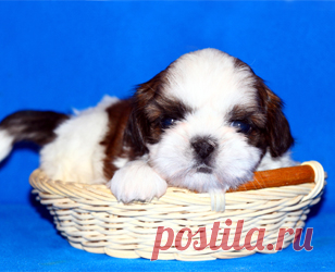 Щенки ши-тцу - Купить щенка ши-тцу Москва - Питомник ши-тцу Москва - щенки ши-тцу
