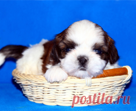 Щенки ши-тцу - Купить щенка ши-тцу Москва - Питомник ши-тцу Москва - щенки ши-тцу