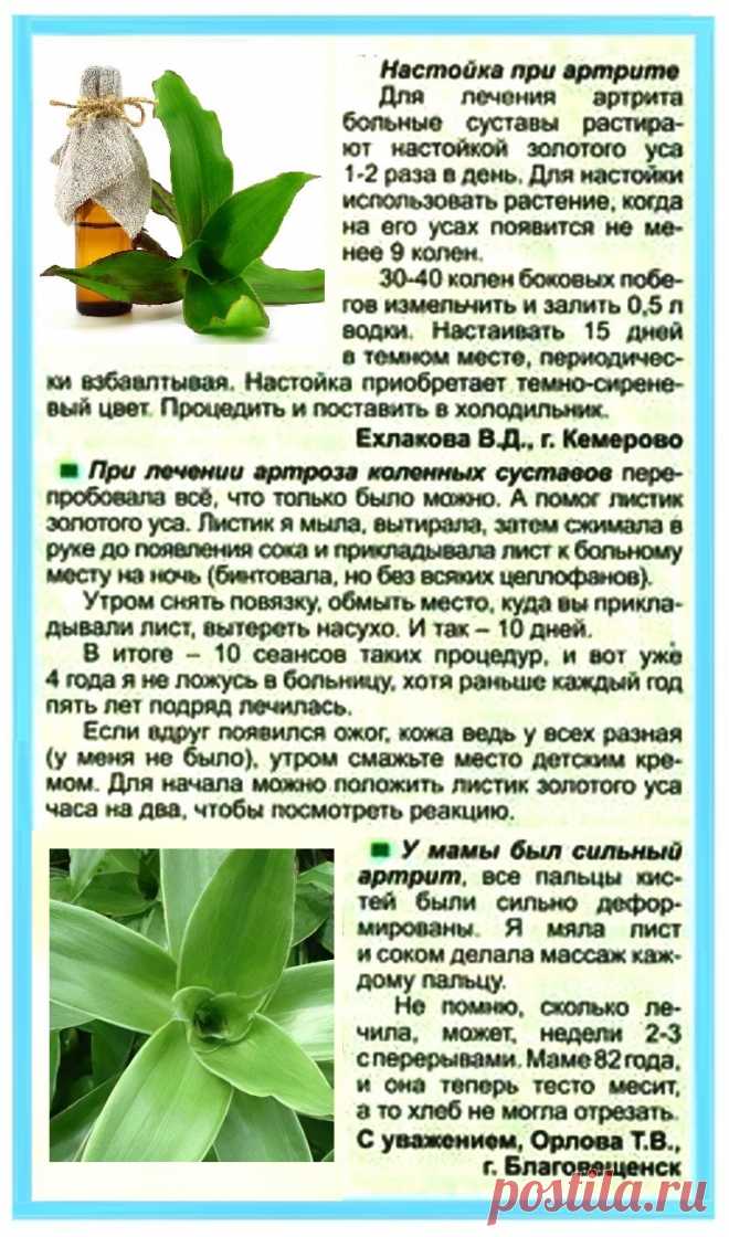 Золотой ус при артрите