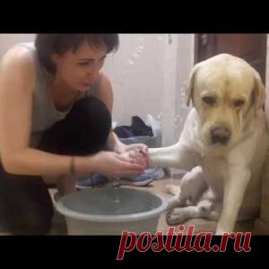 Лабрадор не хочет мыть лапы. Выражение морды — боже, за что мне такие страдания - МирТесен