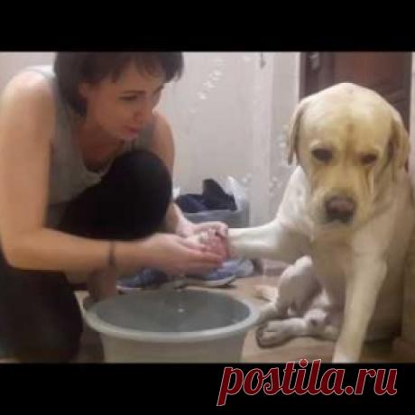 Лабрадор не хочет мыть лапы. Выражение морды — боже, за что мне такие страдания - МирТесен