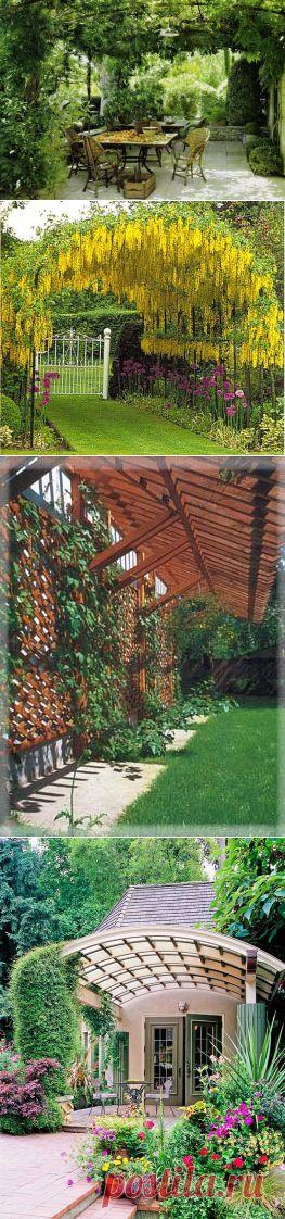 Пергола в саду. Что такое пергола и зачем она нужна?