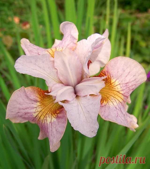 Ирис сибирский «Лемон Вейл» (Iris Sibirica ‘Lemon Veil’)