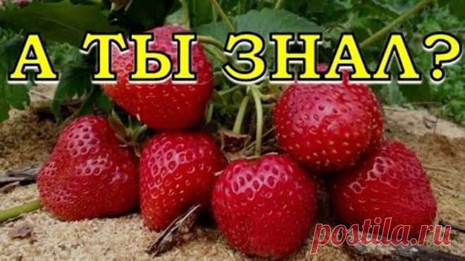 Клубничные секреты (восстановление после зимы)