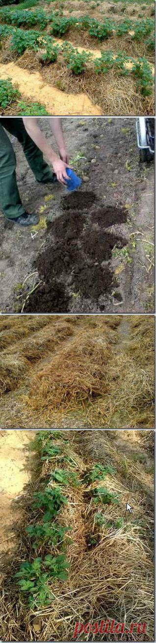 ВЫРАЩИВАЕМ КАРТОФЕЛЬ ПОД СОЛОМОЙ