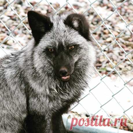 Vinnie, our fur farm rescue from last year, is getting her winter coat, after a rough shed from last season. Vinnie is a fox we always talk about during our programs, but is never present for people to see during encounters. While we love sharing our animals with people in a way that many others cannot, our priority is on the animal. Vinnie is a very skittish and fearful girl who doesn’t like new people. We respect her needs and our focus is providing her with a safe and c...